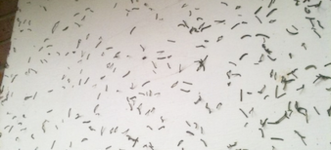 Tree Banding Professionals in Charlotte NC Worms on side of house